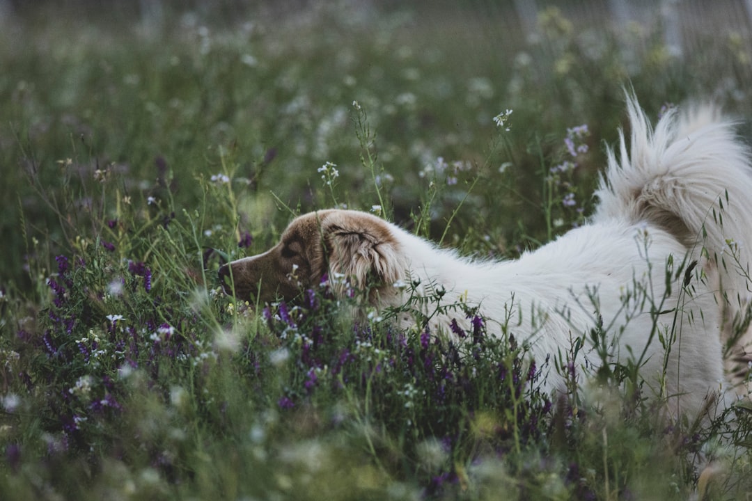 Bachblüten Mimulus Hund – bei bekannten Ängsten