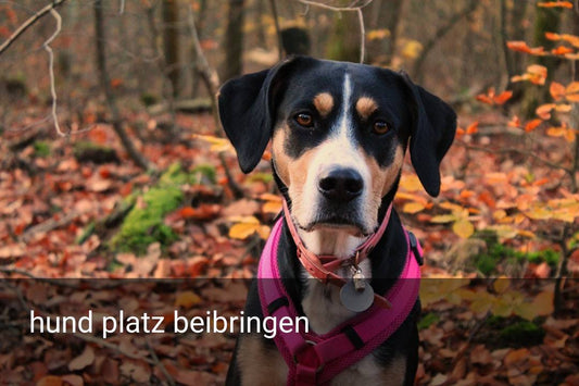 hund platz beibringen