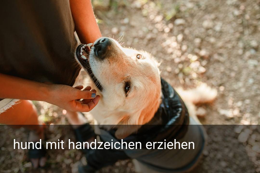 hund mit handzeichen erziehen