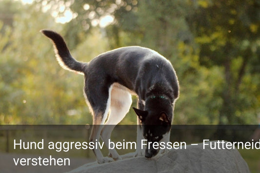 Hund aggressiv beim Fressen – Futterneid verstehen