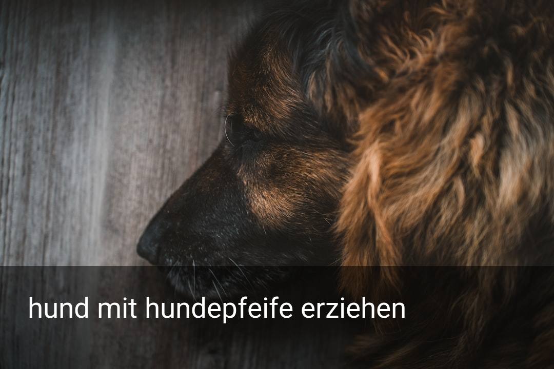 hund mit hundepfeife erziehen