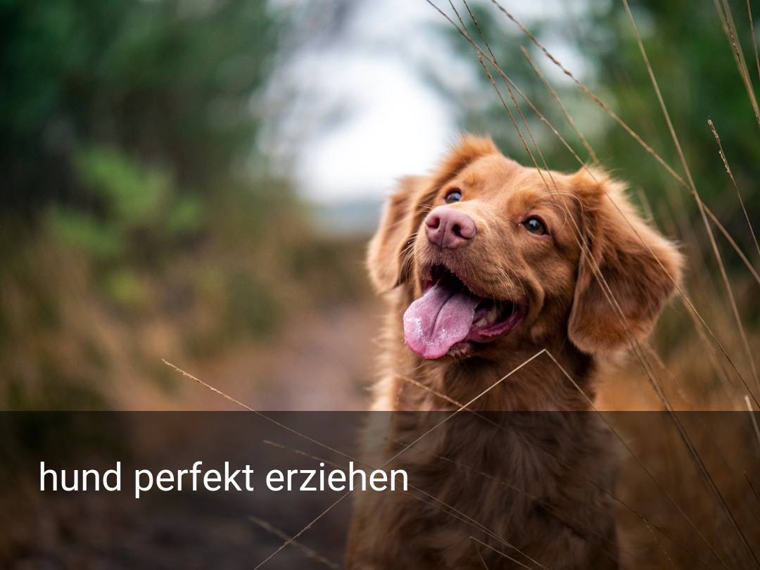 hund perfekt erziehen