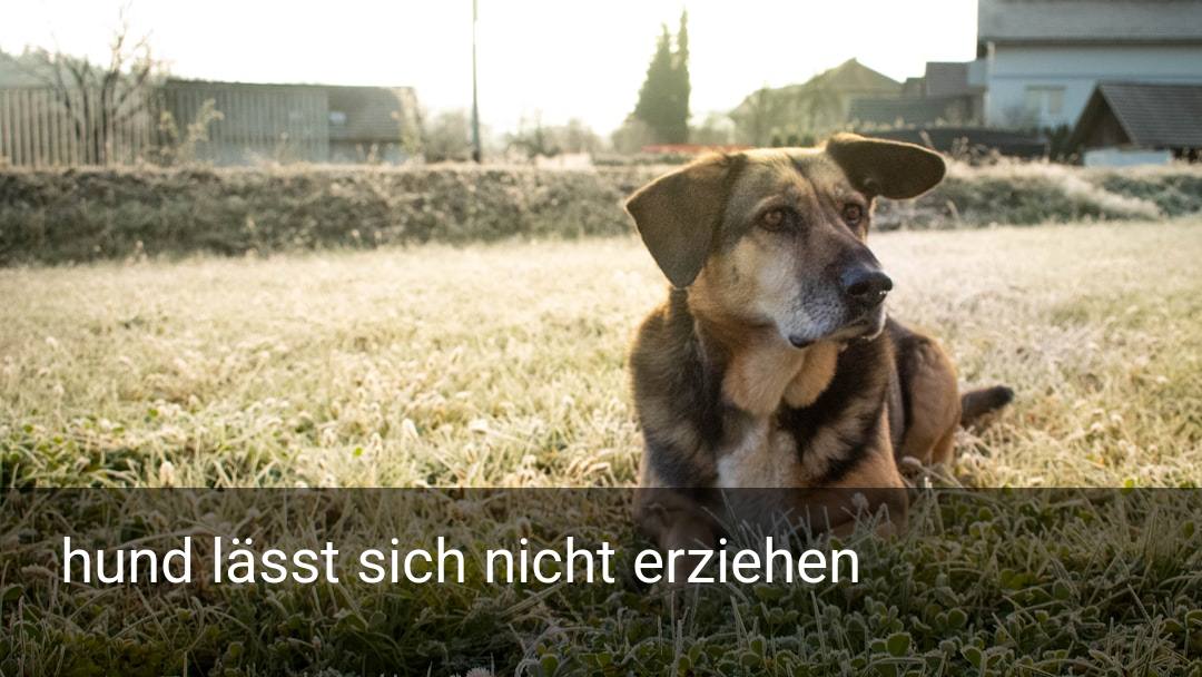 hund lässt sich nicht erziehen