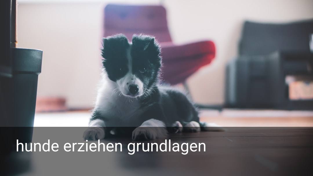 hunde erziehen grundlagen
