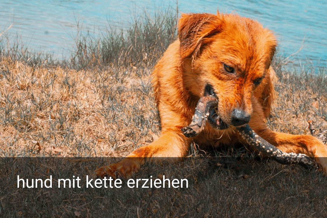 hund mit kette erziehen