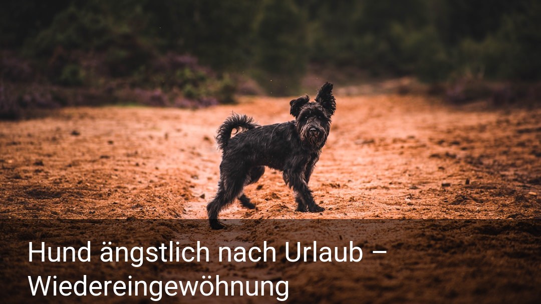 Hund ängstlich nach Urlaub – Wiedereingewöhnung