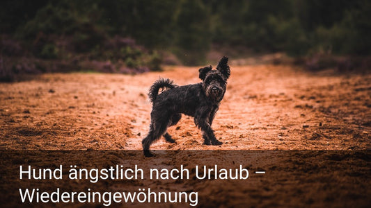 Hund ängstlich nach Urlaub – Wiedereingewöhnung