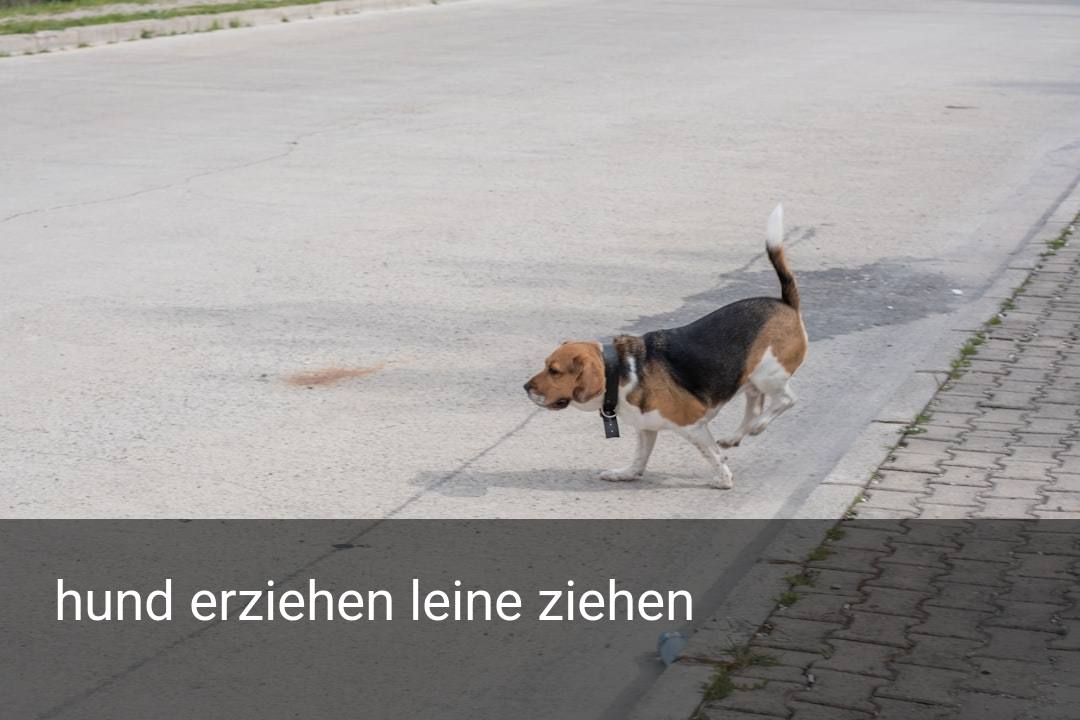 hund erziehen leine ziehen
