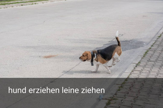 hund erziehen leine ziehen