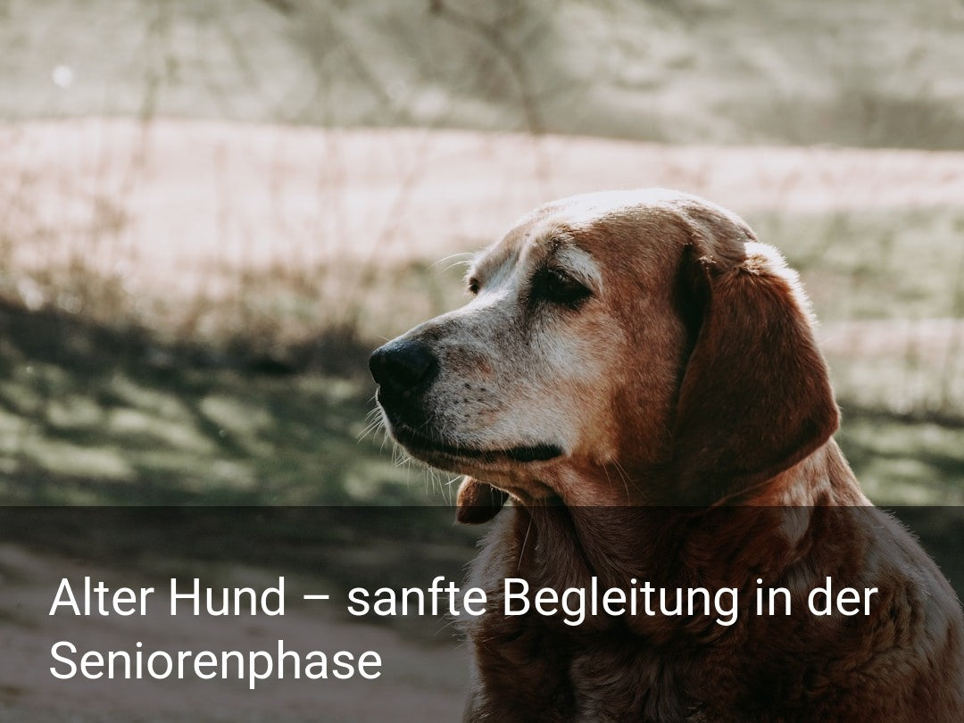 Alter Hund – sanfte Begleitung in der Seniorenphase