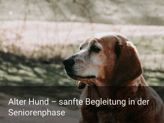 Alter Hund – sanfte Begleitung in der Seniorenphase