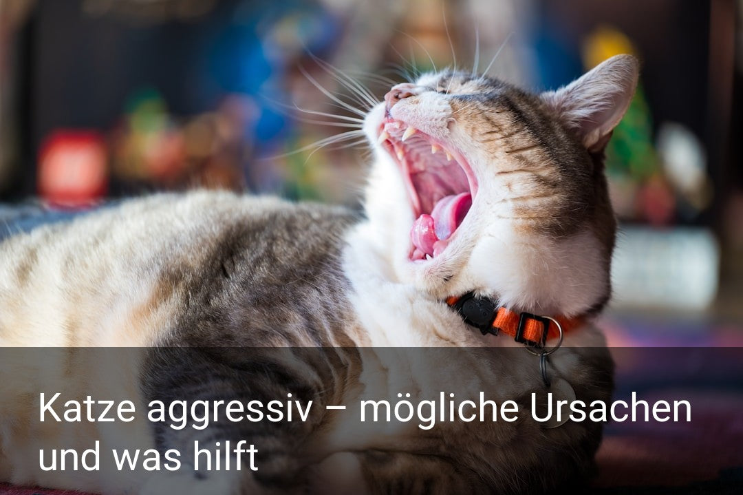 Katze aggressiv – mögliche Ursachen und was hilft