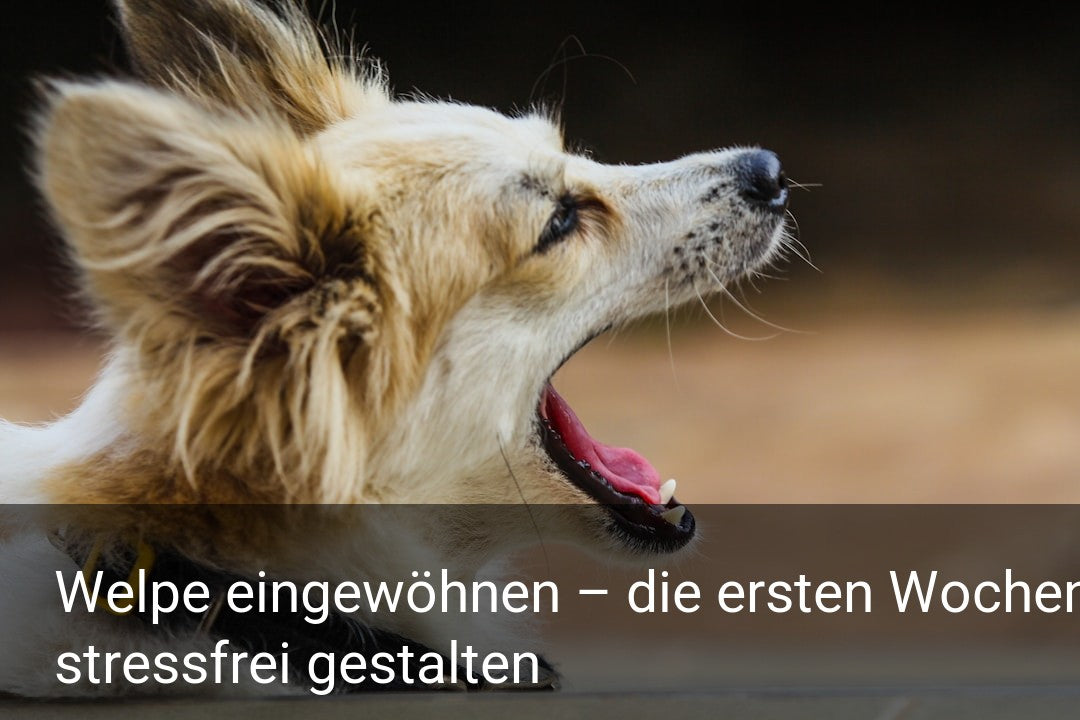 Welpe eingewöhnen – die ersten Wochen stressfrei gestalten