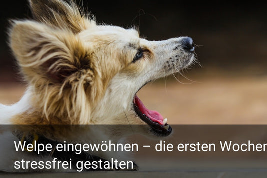 Welpe eingewöhnen – die ersten Wochen stressfrei gestalten