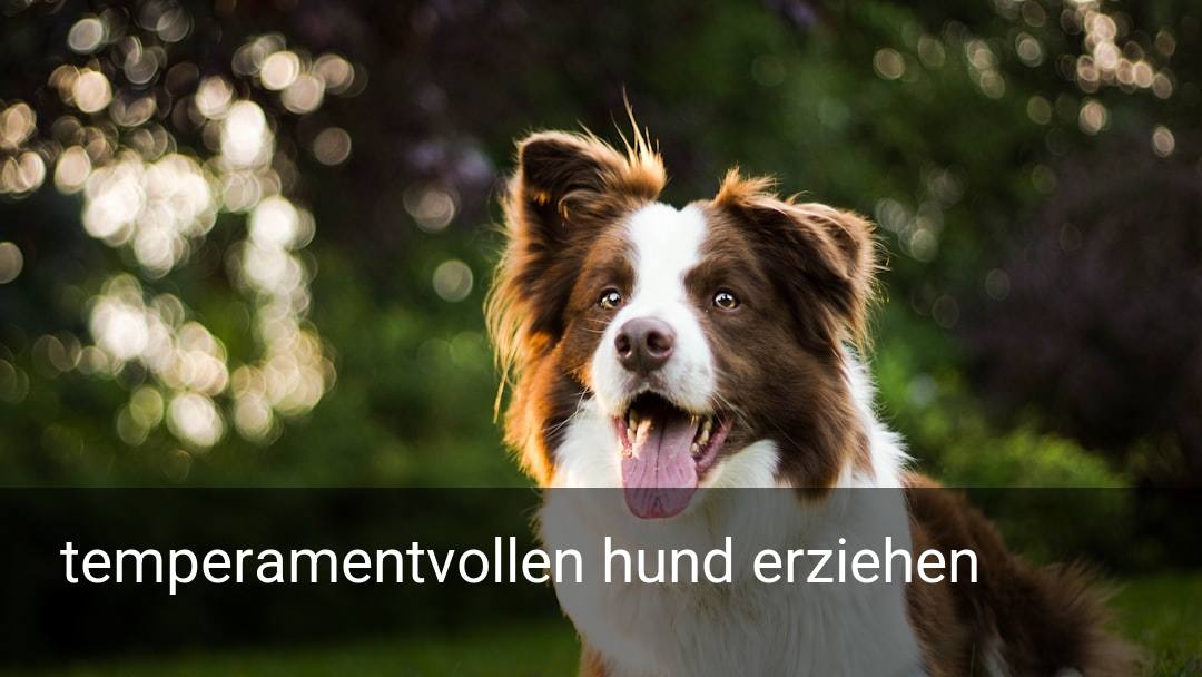 temperamentvollen hund erziehen