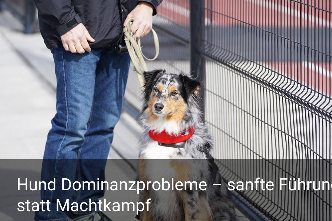 Hund Dominanzprobleme – sanfte Führung statt Machtkampf