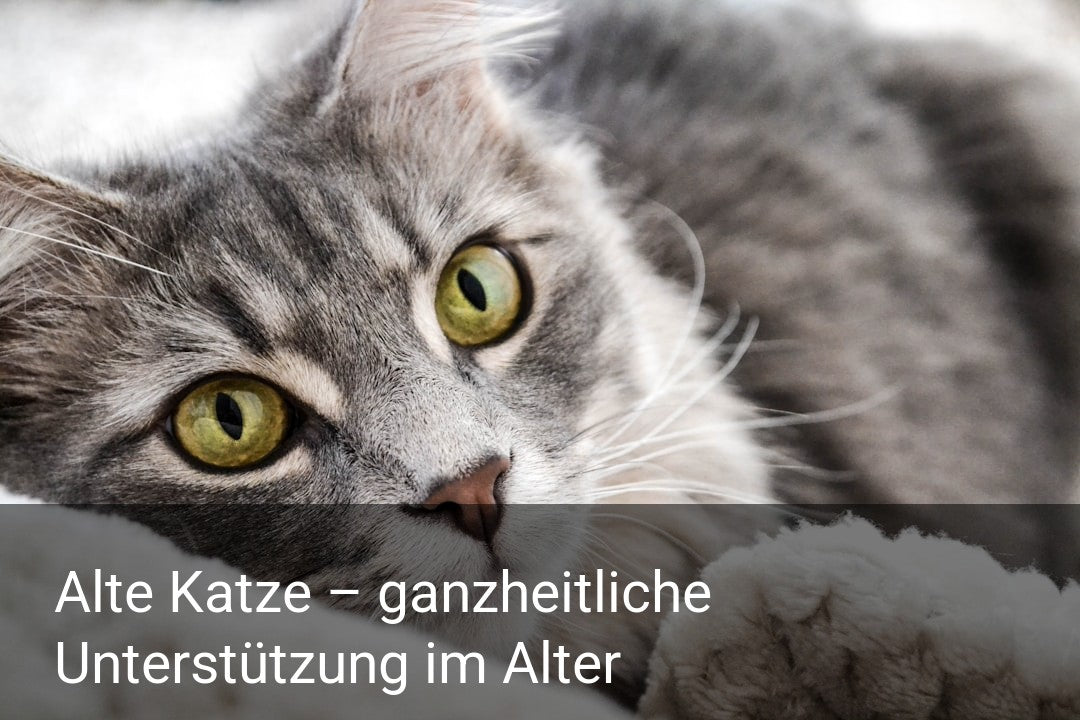 Alte Katze – ganzheitliche Unterstützung im Alter
