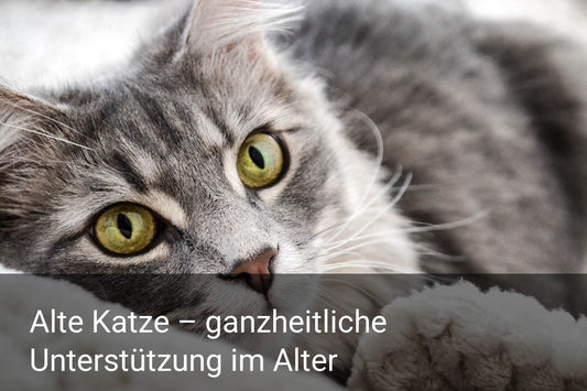 Alte Katze – ganzheitliche Unterstützung im Alter