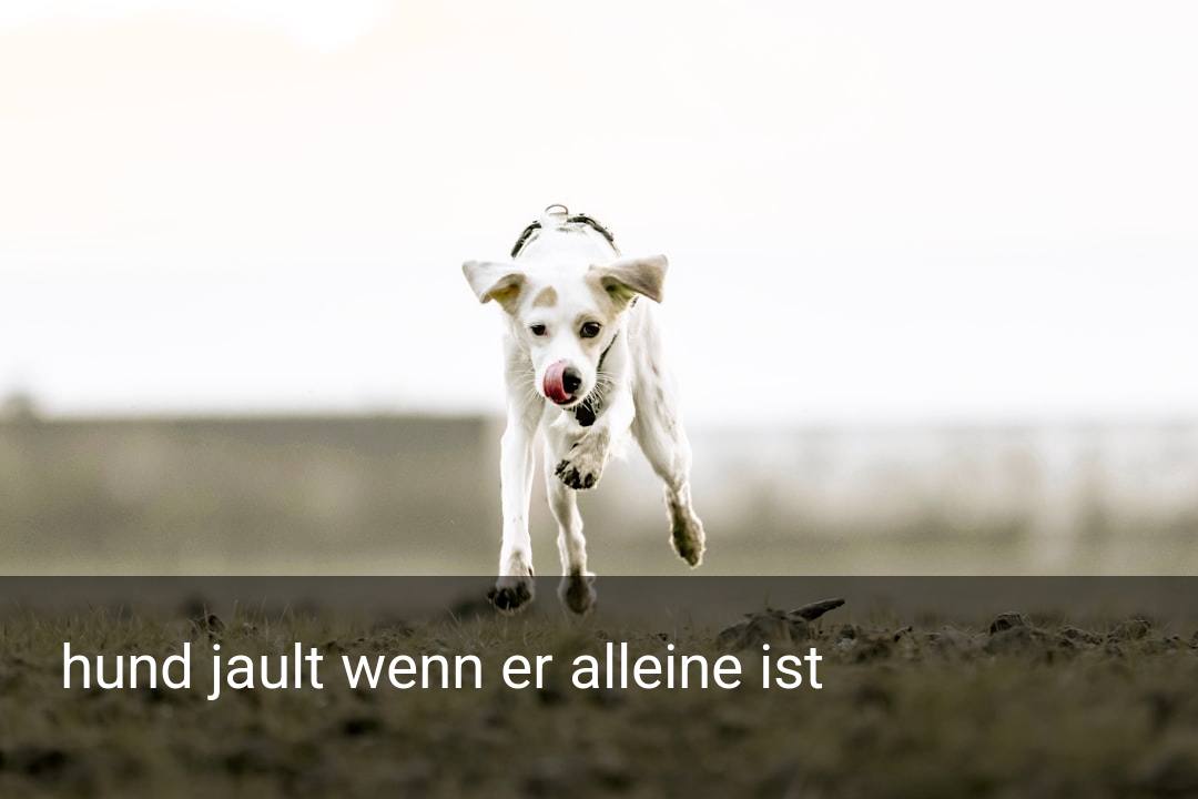hund jault wenn er alleine ist