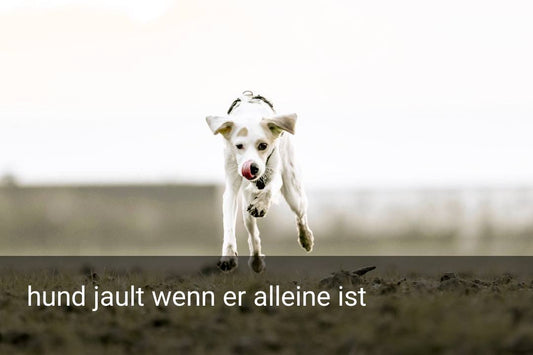 hund jault wenn er alleine ist