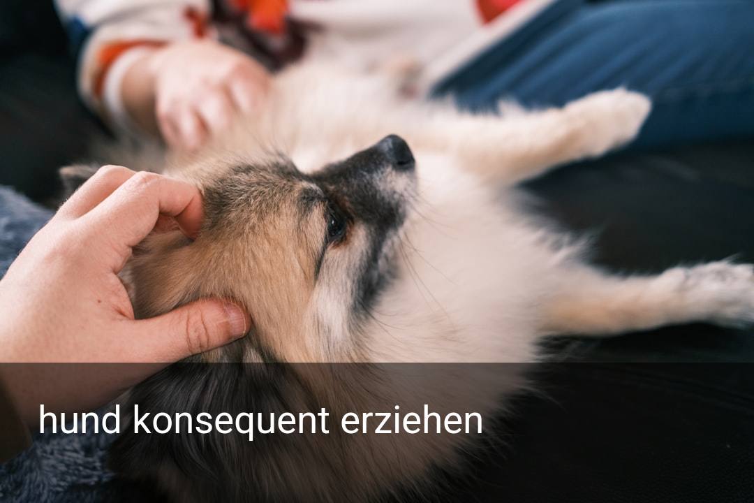 hund konsequent erziehen