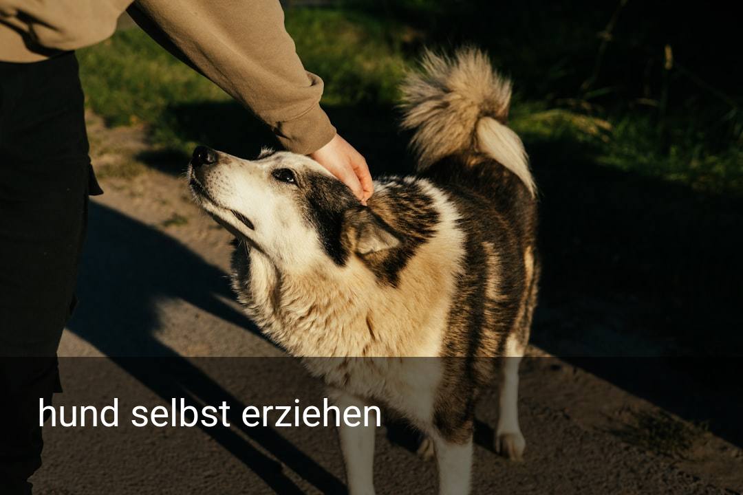hund selbst erziehen