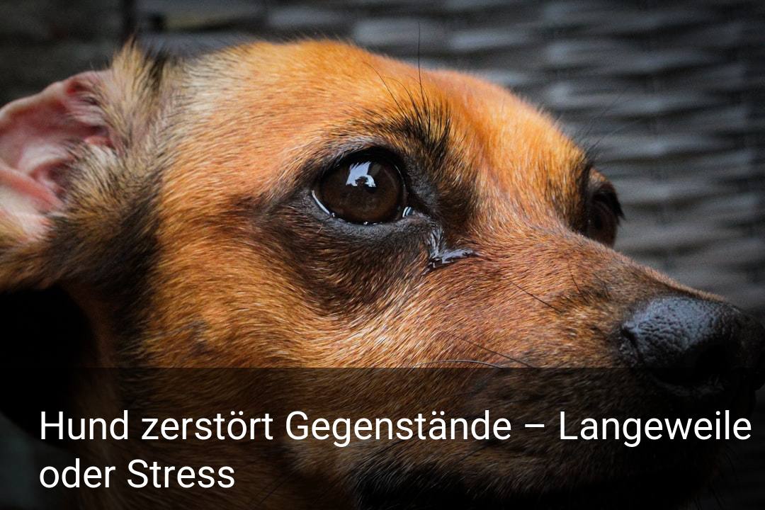 Hund zerstört Gegenstände – Langeweile oder Stress