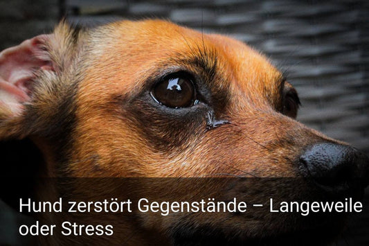 Hund zerstört Gegenstände – Langeweile oder Stress