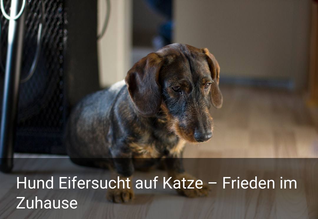 Hund Eifersucht auf Katze – Frieden im Zuhause