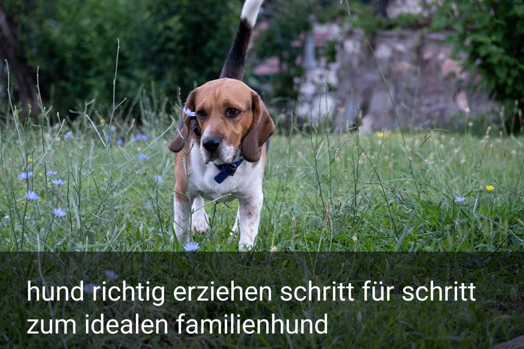 hund richtig erziehen schritt für schritt zum idealen familienhund