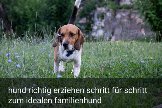 hund richtig erziehen schritt für schritt zum idealen familienhund