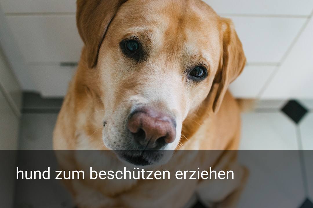 hund zum beschützen erziehen