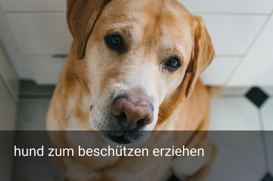 hund zum beschützen erziehen