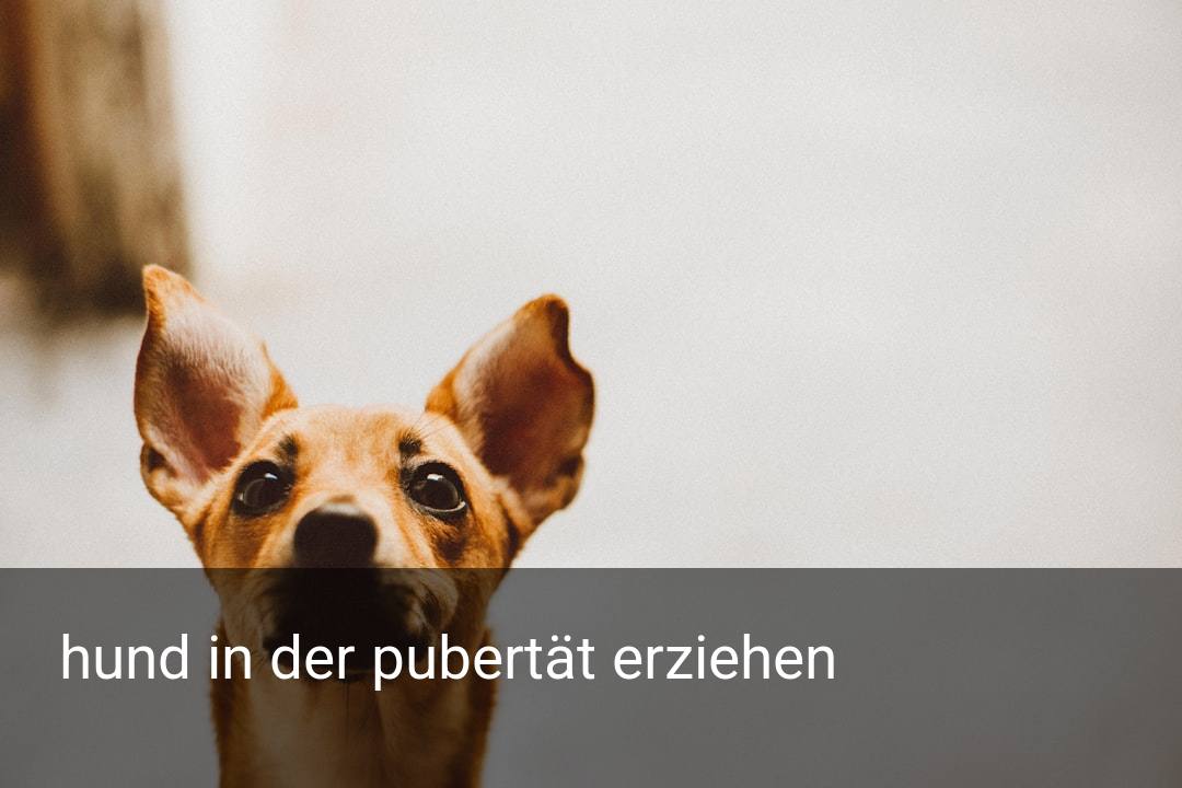 hund in der pubertät erziehen