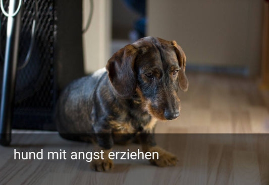 hund mit angst erziehen