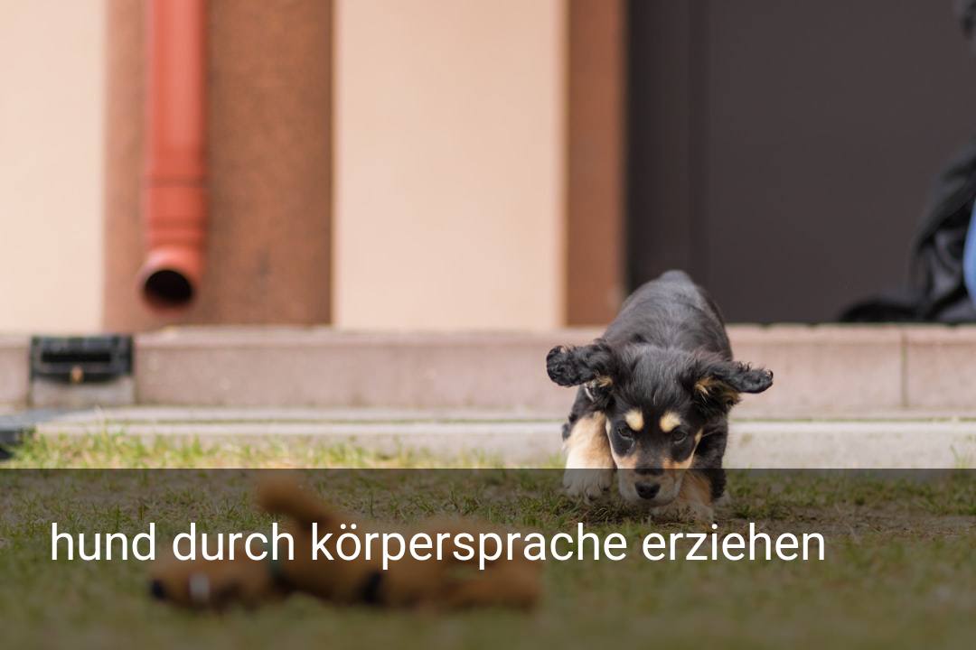 hund durch körpersprache erziehen