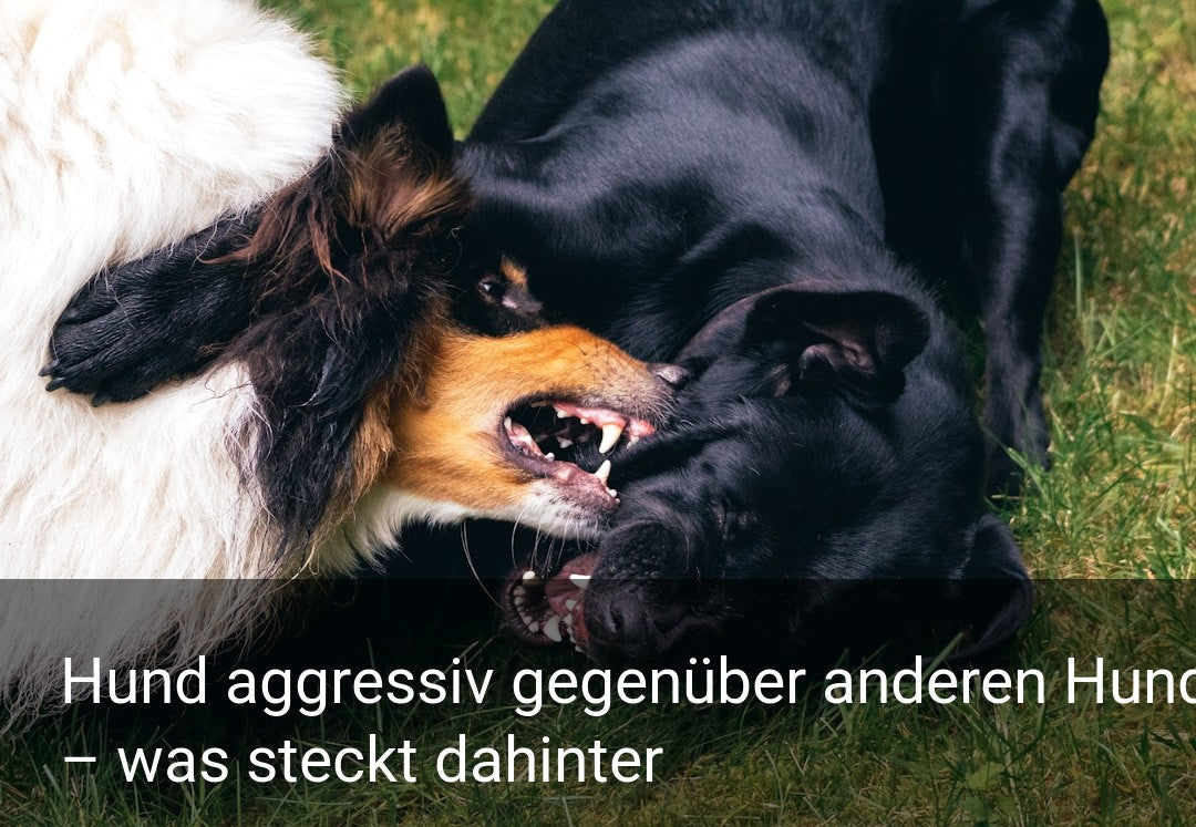 Hund aggressiv gegenüber anderen Hunden – was steckt dahinter